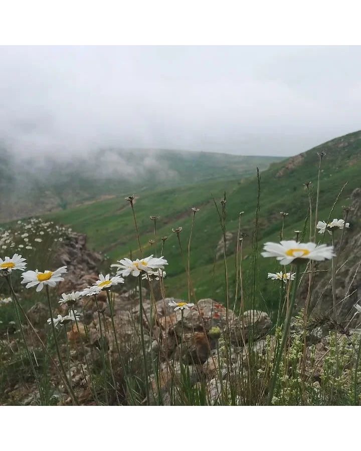 Karayaprak Günlüğü
